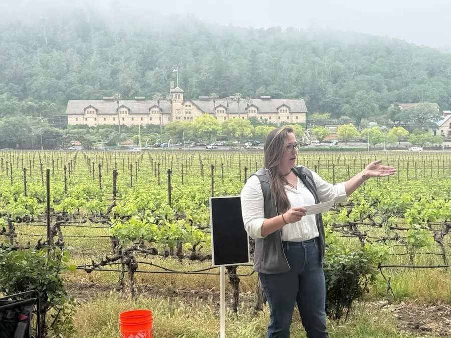 Ashley Boudet presenting outdoors in a vineyard